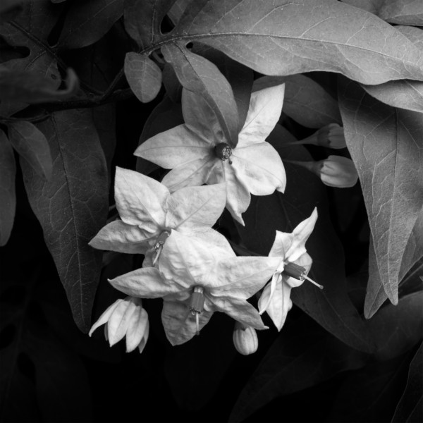 Fiori di casa